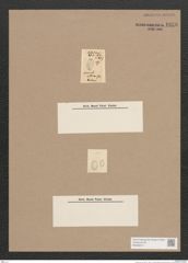 Navicula sp. (de-Toni-Nr.: Genus 1) Zeichnungen Sammlung Grunow Nr. 1656 (NHMW-BOT-W0368217)